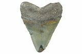 Juvenile Megalodon Tooth - North Carolina #371697-1